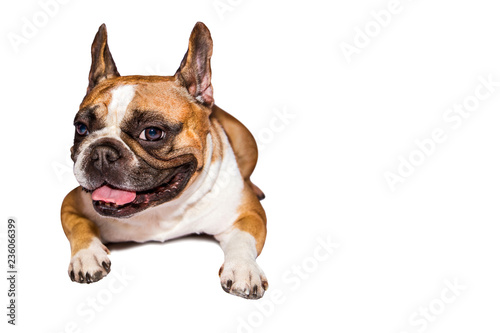 one brown emotional french bulldog on isolated background © vika33