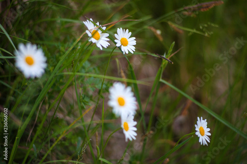 Daisies on the green grass
