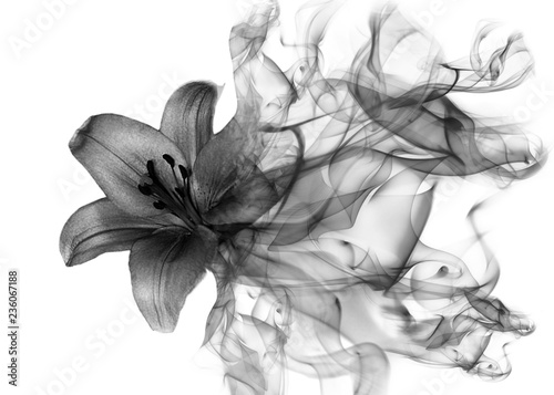 Beautiful lily flower from smoke