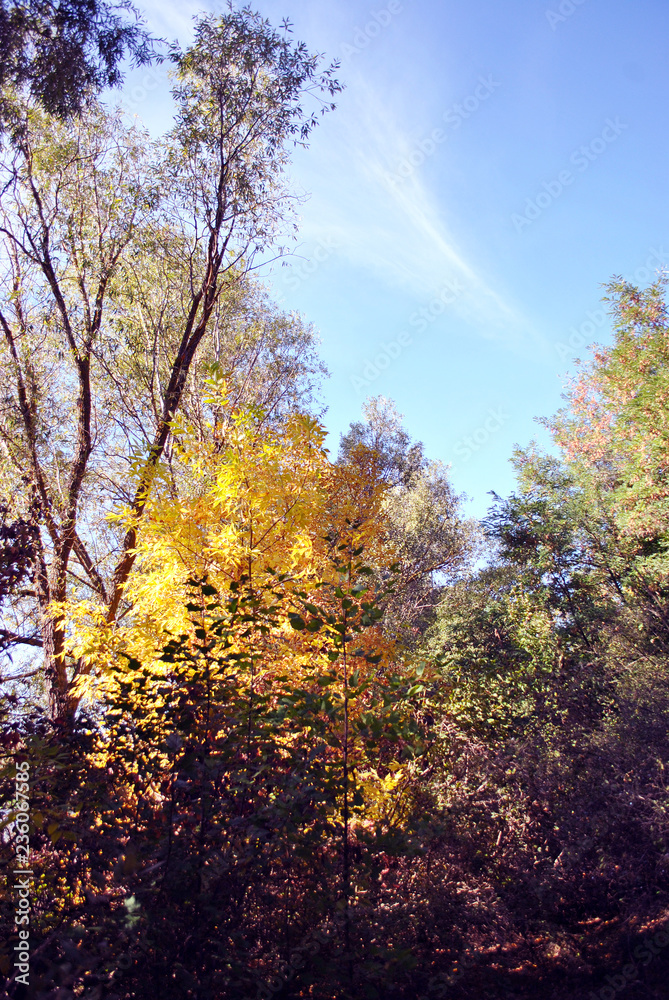 Yellow poplar and willow trees on the hills on the edge of a pine forest, blue cloudy sky background Yellow poplar and willow trees on the hills on the edge of a pine forest, blue cloudy sky background