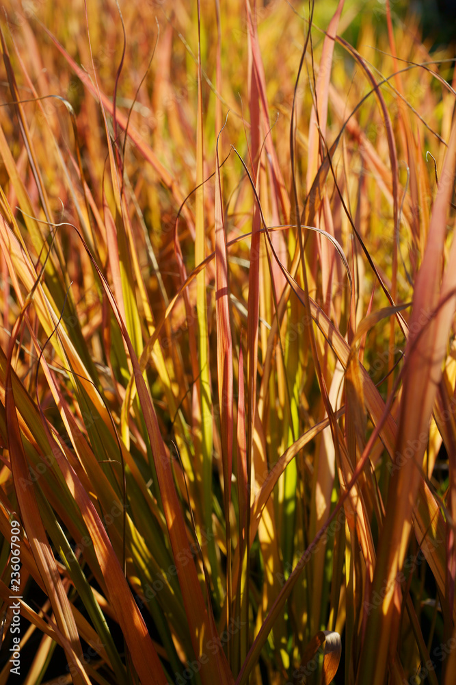 Eragrostis spectabilis / ornamental grass Eragrostis spectabilis / ornamental grass