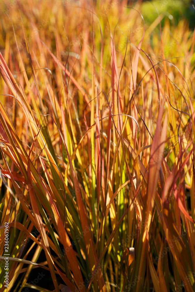 Eragrostis spectabilis / ornamental grass Eragrostis spectabilis / ornamental grass