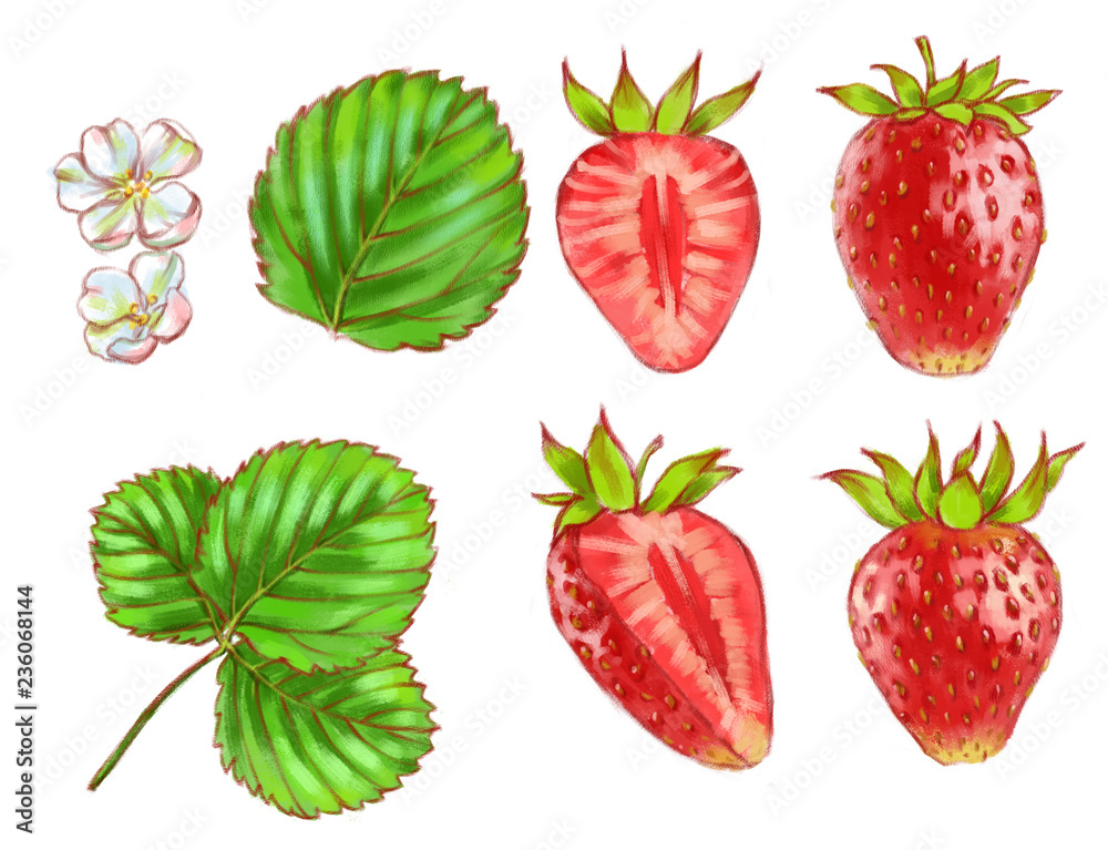 Hand drawn watercolor illustration set of the different tasty red strawberry isolated on the white background. Hand drawn watercolor illustration set of the different tasty red strawberry isolated on the white background.