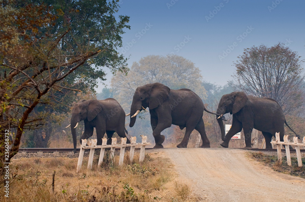 Fototapeta premium African elephants crossing railway in Zambia, Africa.