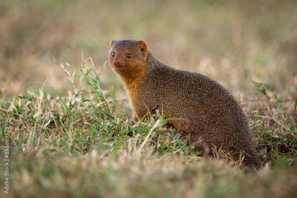 Dwarf mongoose sits at entrance to burrow Dwarf mongoose sits at entrance to burrow