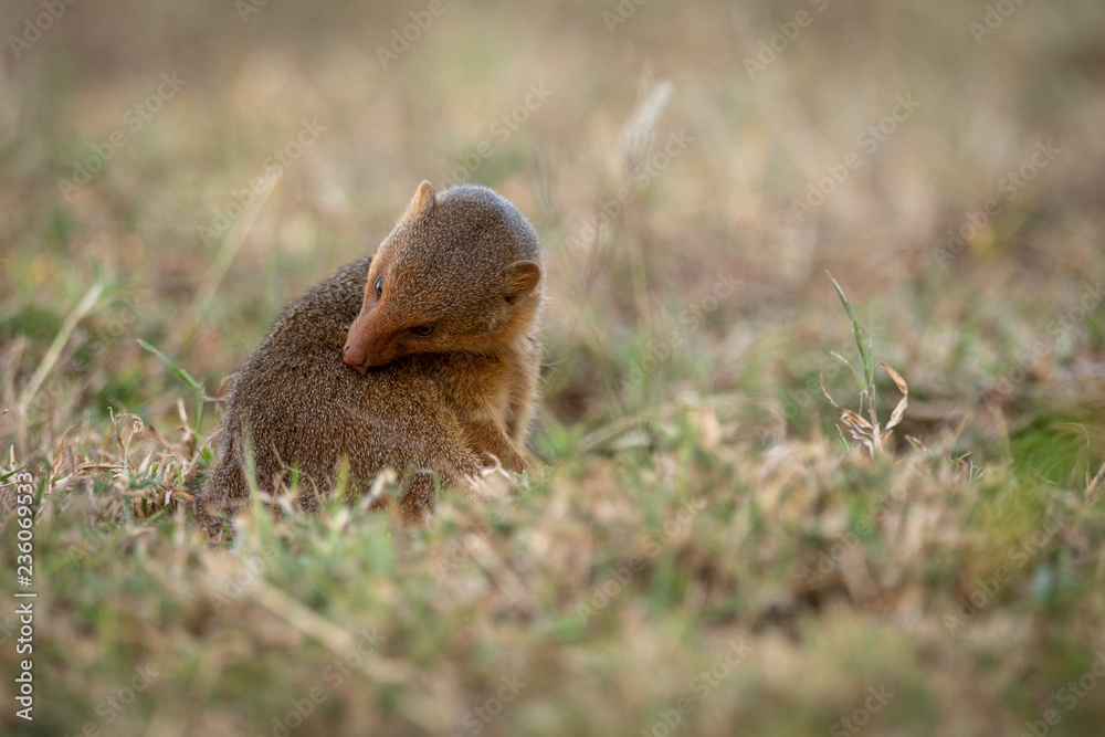 Obraz premium Dwarf mongoose sits grooming itself in grass