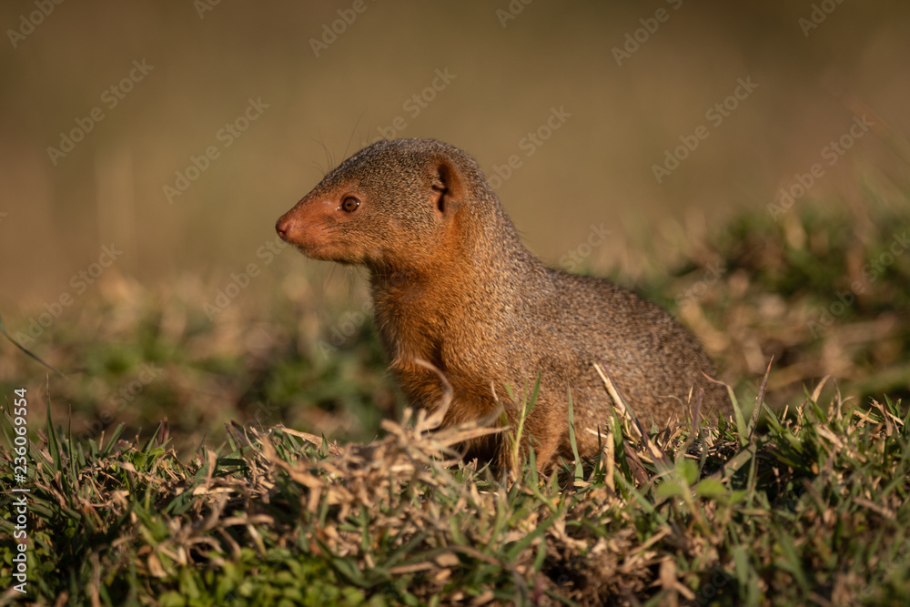 Dwarf mongoose sitting in grass looking left Dwarf mongoose sitting in grass looking left