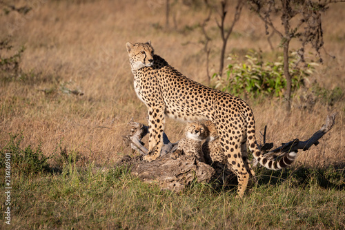 Cubs nuzzling under cheetah leaning on log