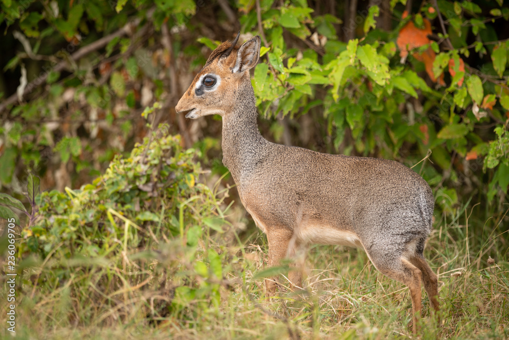 Fototapeta premium Kirk dik-dik stands in profile in bushes