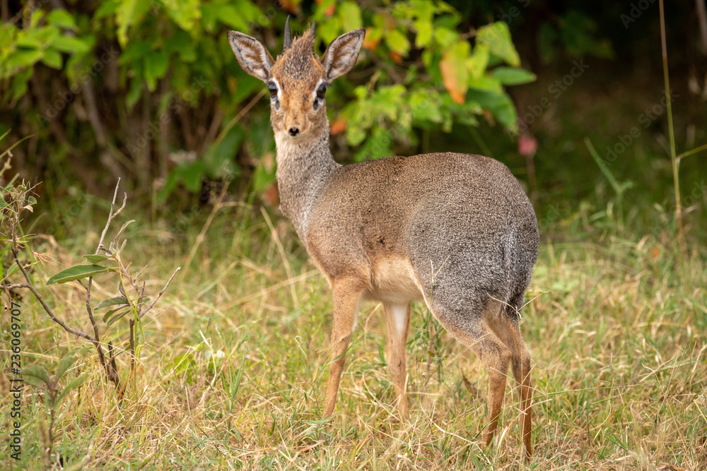 Kirk dik-dik turns back to face camera