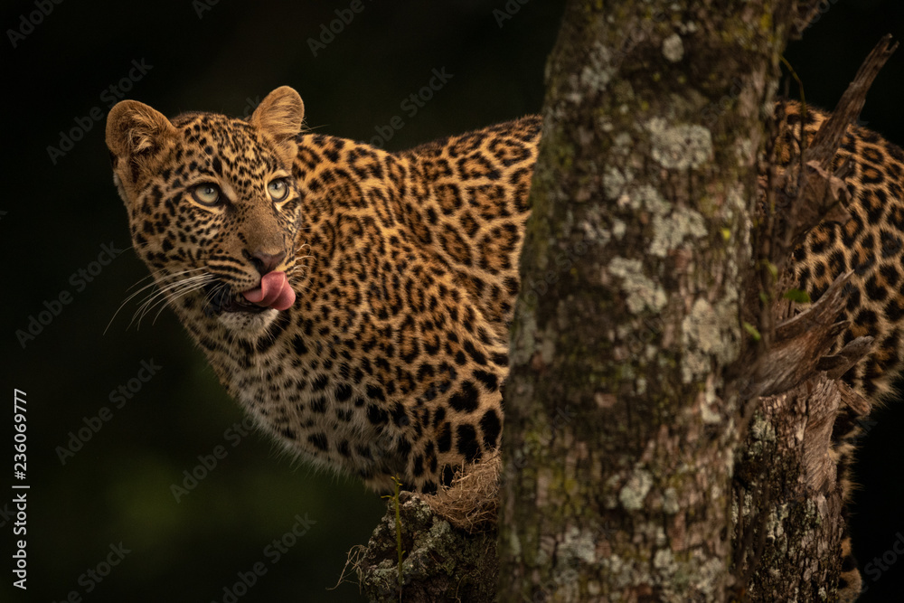 Leopard licks lips on branch looking up Leopard licks lips on branch looking up