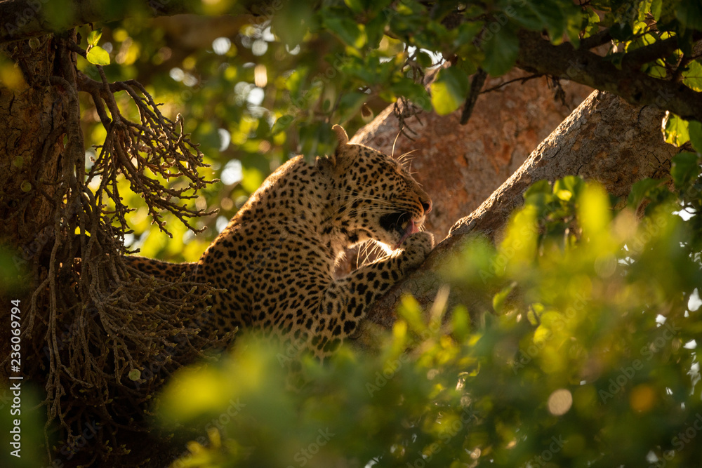 Leopard licks paw lying in leafy tree Leopard licks paw lying in leafy tree