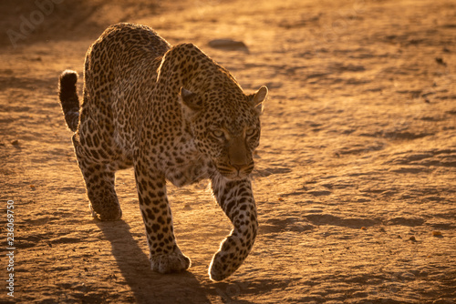 Canvas Print Leopard crossing baked earth in golden light