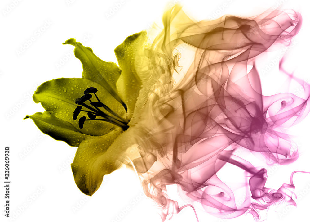 Beautiful lily flower from smoke Beautiful lily flower from smoke