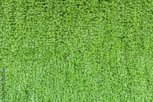 Green plant wall, Vertical garden