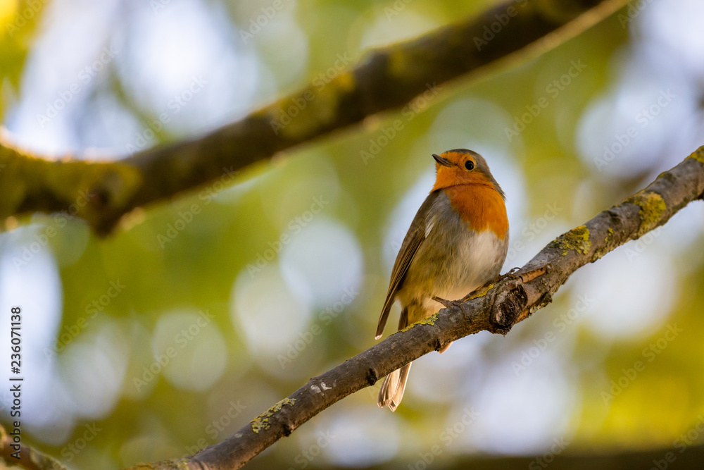 Obraz premium A red robin or Erithacus rubecula. This bird is a regular companion during gardening pursuits