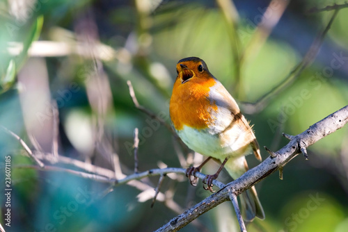 A red robin or Erithacus rubecula. This bird is a regular companion during gardening pursuits © rostovdriver