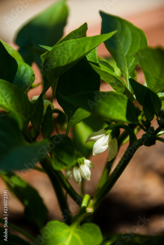 green pepper white flowers