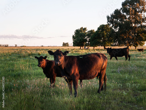 Vaca y ternero en el campo photo