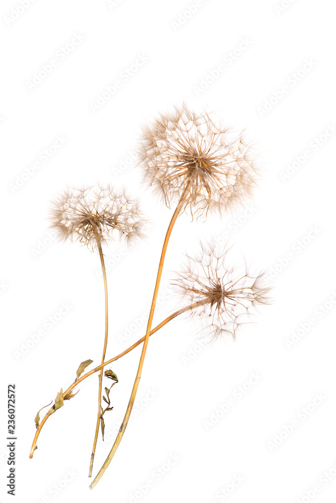 The macro photo of a three deflowered flowers of a dandelion on whait backgroung in studio