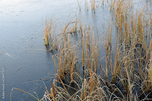 Frozen lake with grass close up.