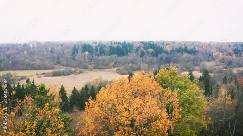 Golden Autumn Trees in River Valley, Aerial View Golden Autumn Trees in River Valley, Aerial View