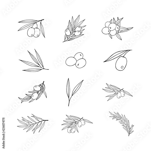 Hand drawn olive branch icons. Vintage elements for extra virgin Greek oliva oil label. Vector isolated illustration. 
