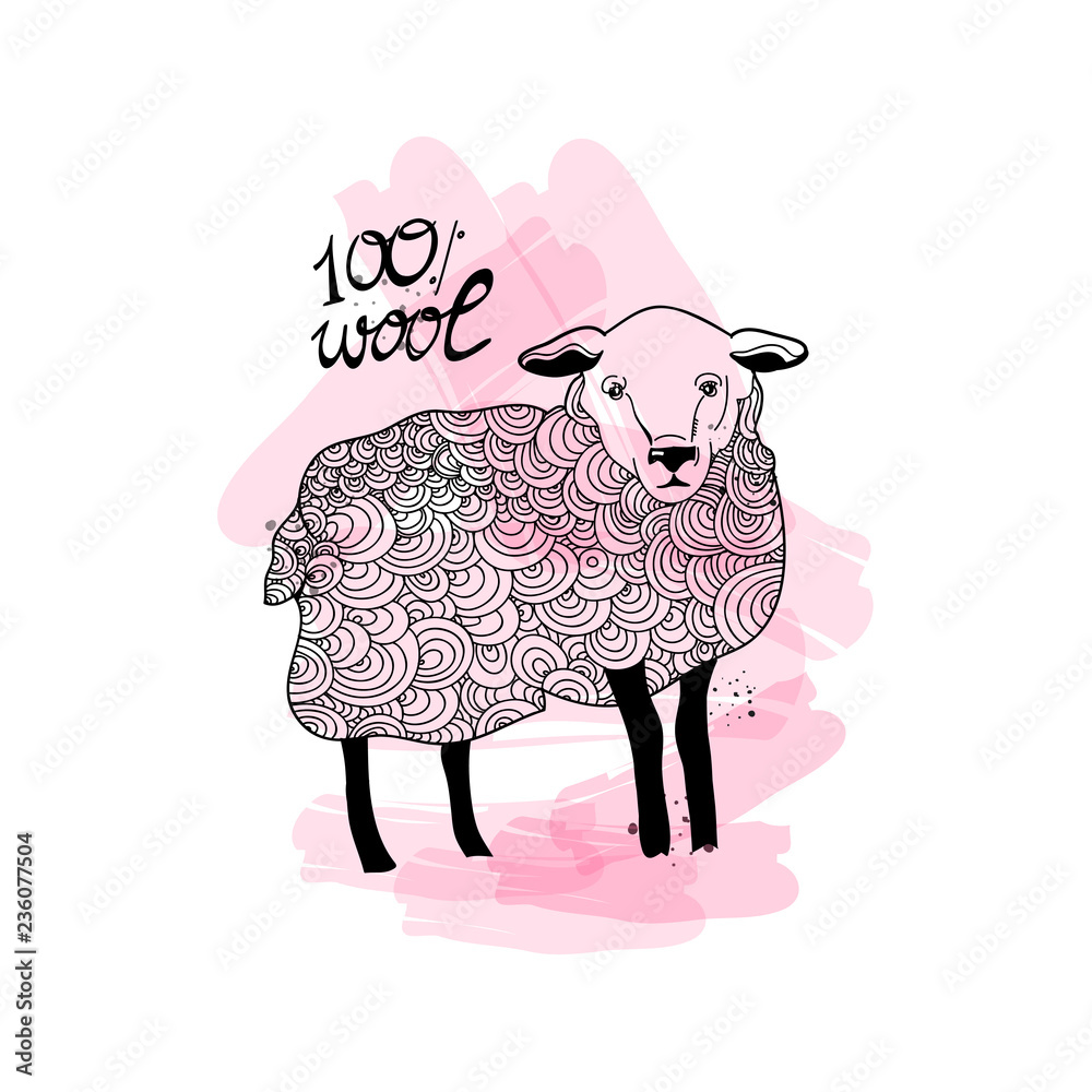 Obraz premium Hand drawn sheep. Hundred percent wool. Graphic vector illustration