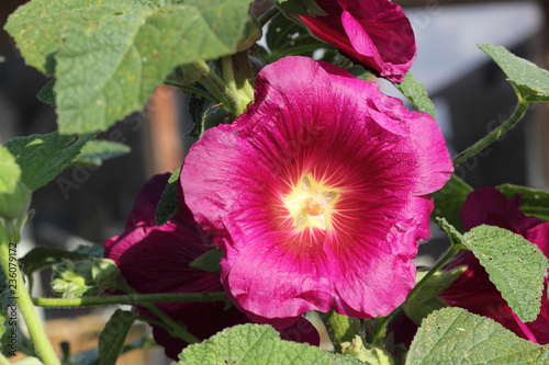 Close-up of a purple hollyhock, Alcea rosea photo