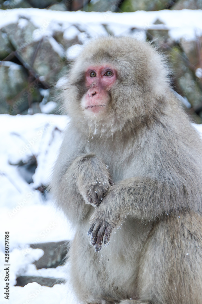 Snow monkey female in the Jigokudani snow monkey park in Nagano, Japan. Snow monkey female in the Jigokudani snow monkey park in Nagano, Japan.