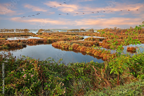 Po Delta Park, Veneto, Italy: landscape of the swamp with a flock of pink flamingos photo