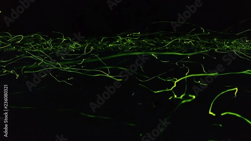 Timelapse of fireflies flying at night in forest
