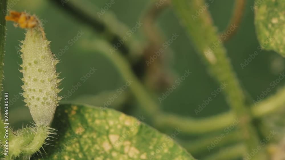 Organic Green Cucumbers Growing on Vines In Vegetable Garden Organic Green Cucumbers Growing on Vines In Vegetable Garden