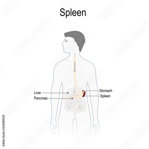spleen. Human silhouette with highlighted spleen, and other internal organs.
