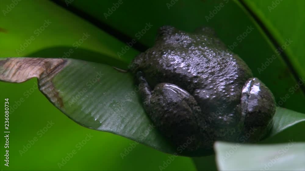 Pipa pipa toad also known as the suriname toad brown colored sitting peacefully found in forests lush green leafy plants, close up shot
