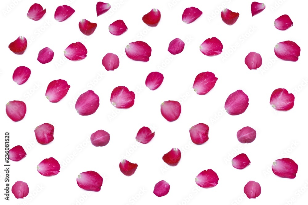 Rose petals valentine day Rose petals valentine day