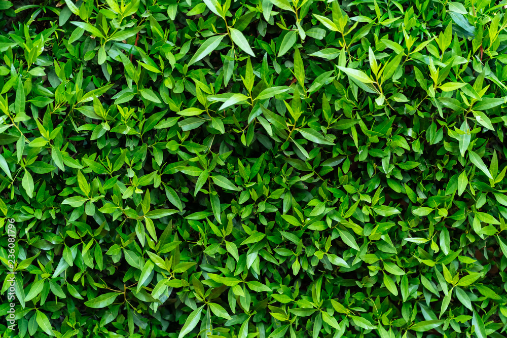 Ficus leaves textures close-up.