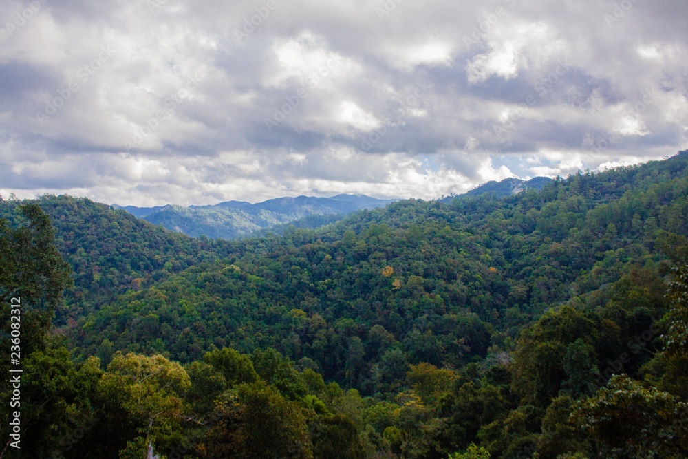 forest mountain landscape