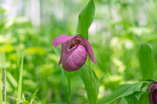 Rare species of wild large-flowered orchid 