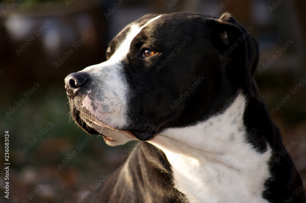 Wunderschöne kräftige Bulldogge mit schwarz weißem Fell