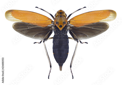 Cicada Bothrogonia ferruginea on a white background photo