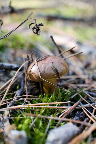 Mushroom Bay bolete (Imleria badia)