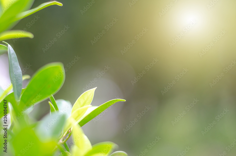 Green leaves and bokeh are beautiful backgrounds. Green leaves and bokeh are beautiful backgrounds.