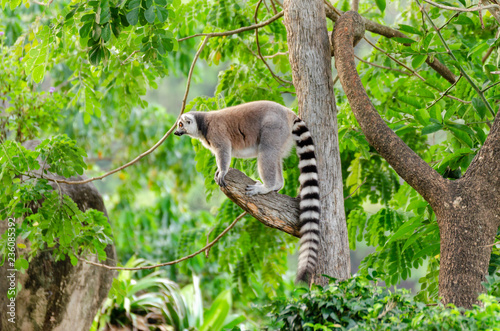Black and white Ruffed Lemur or Varecia variegata
