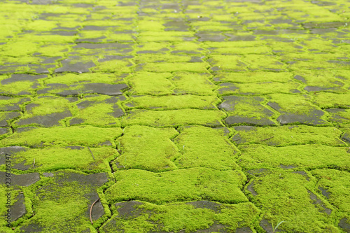 Perspective View of Cement Blocks Floor Covered with Moss as Bacckground