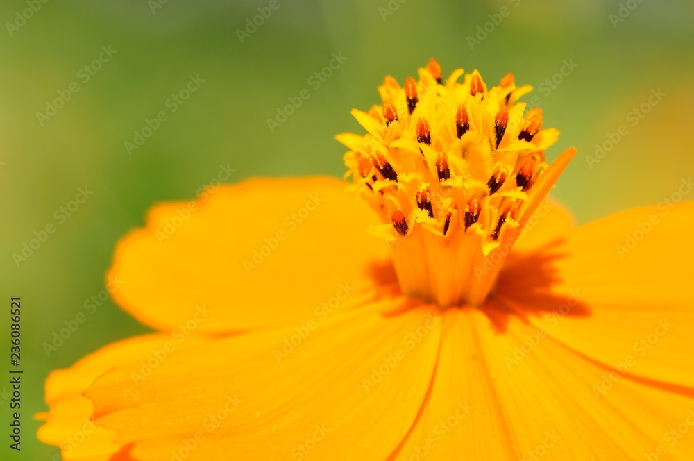 キバナコスモス