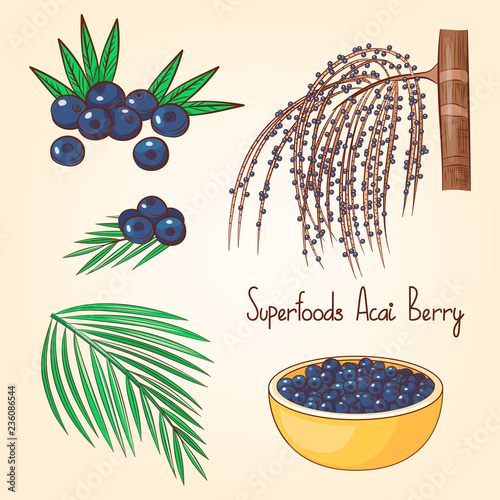 Acai berries set with tree and leaves. Superfoods collection. Hand drawn vector illustration. Cartoon style.