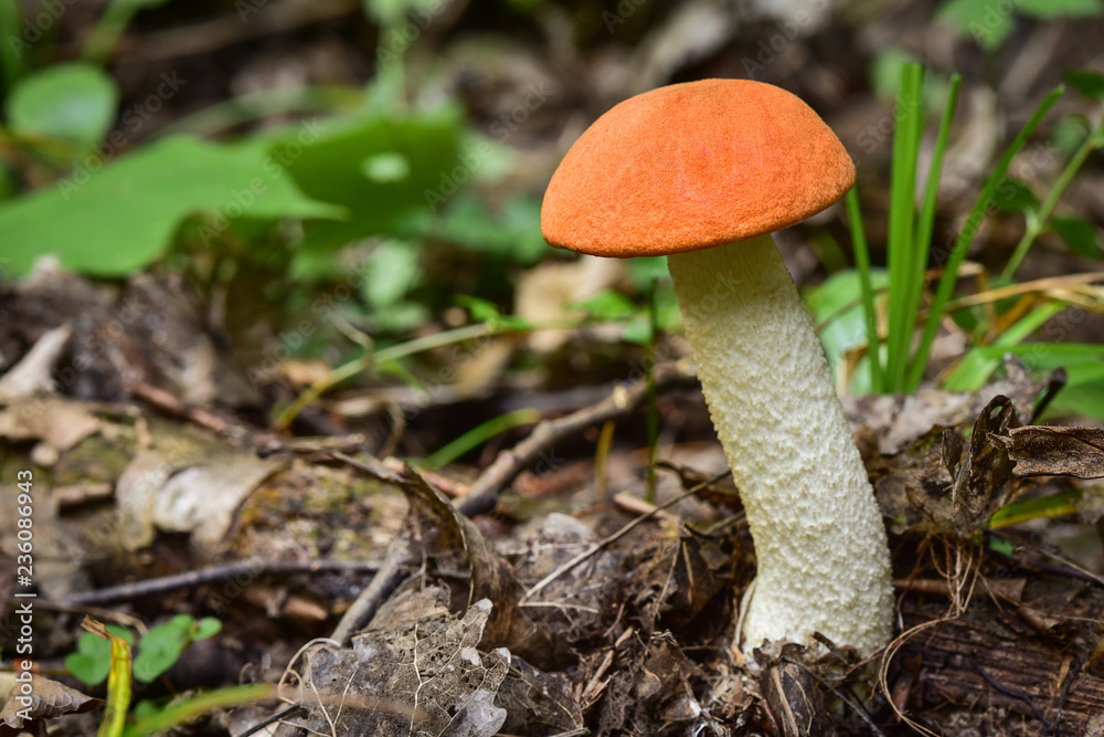 An edible mushroom Leccinum albostipitatum in the mixed forest, where it grows in association with aspen. An edible mushroom Leccinum albostipitatum in the mixed forest, where it grows in association with aspen.
