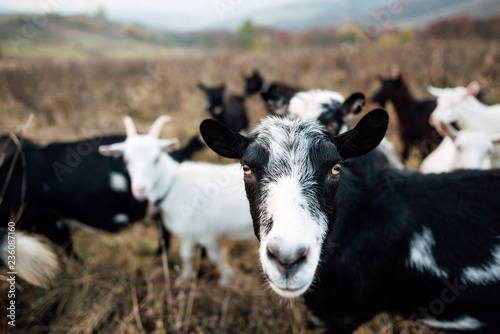 Group of goats with baby goat walking on the meadow