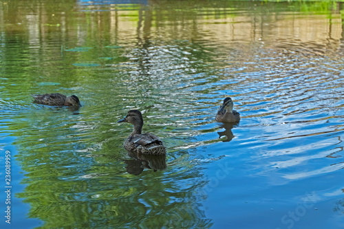 ducks in river
